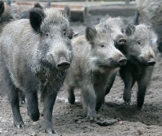 Dürfen bleiben: Wildschweine im Tiergehege Eisenhüttenstadt