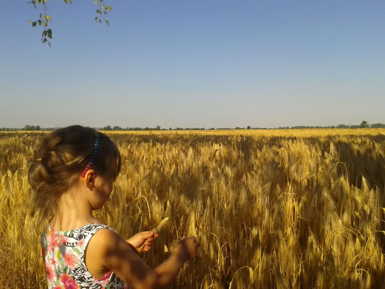 Bis zum Horizont ist alles blond. Frieda Sophie (4) kennt schon die Getreidesorte auf dem Feld zwischen Golzow und Alt Langsow im mittleren Oderbruch. Ein starker Betrieb eröffnet der Landjugend Perspektiven.