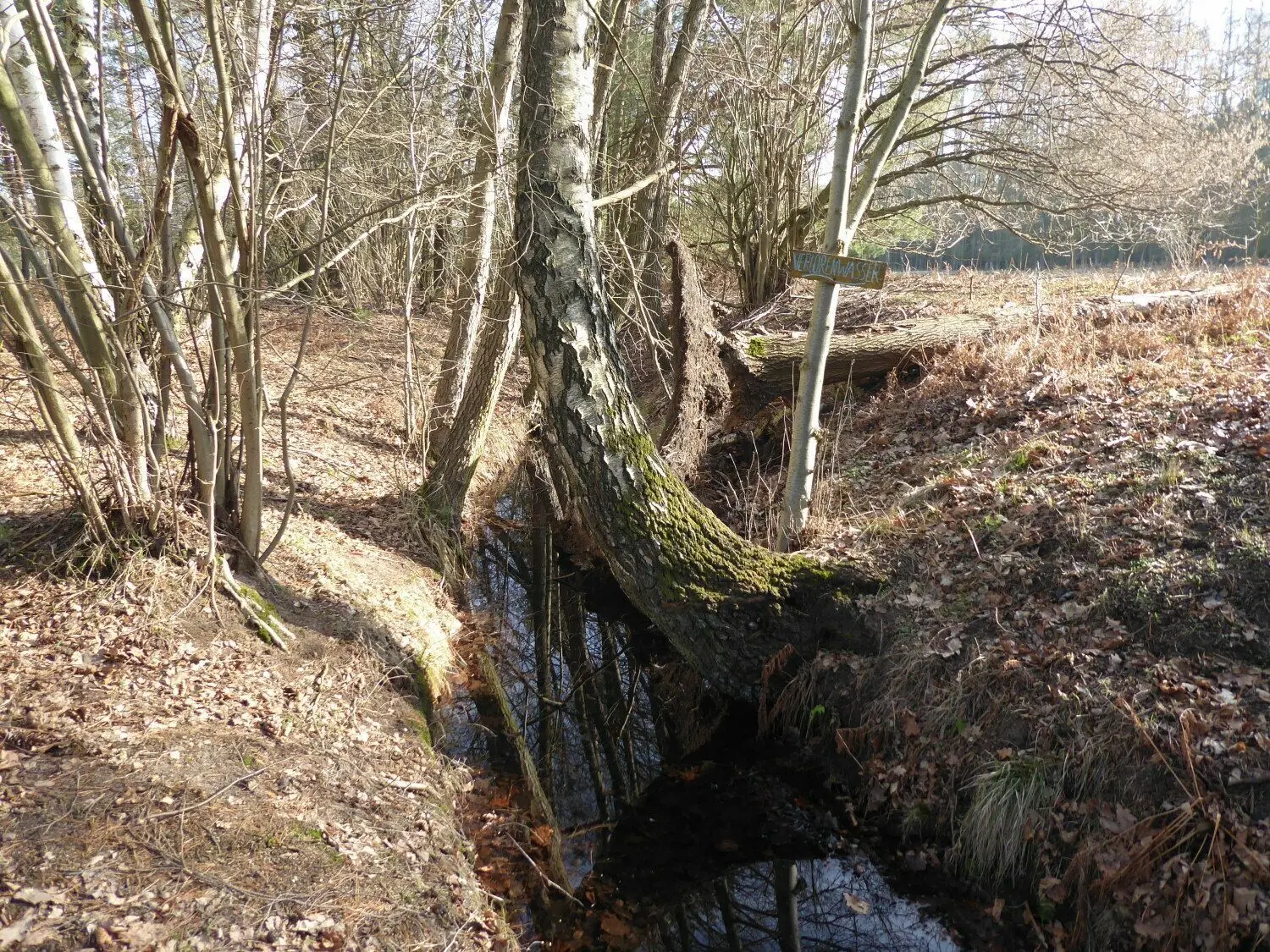 Verloren scheint der kleine Bach, der früher bis in die Buckau lief.⇥