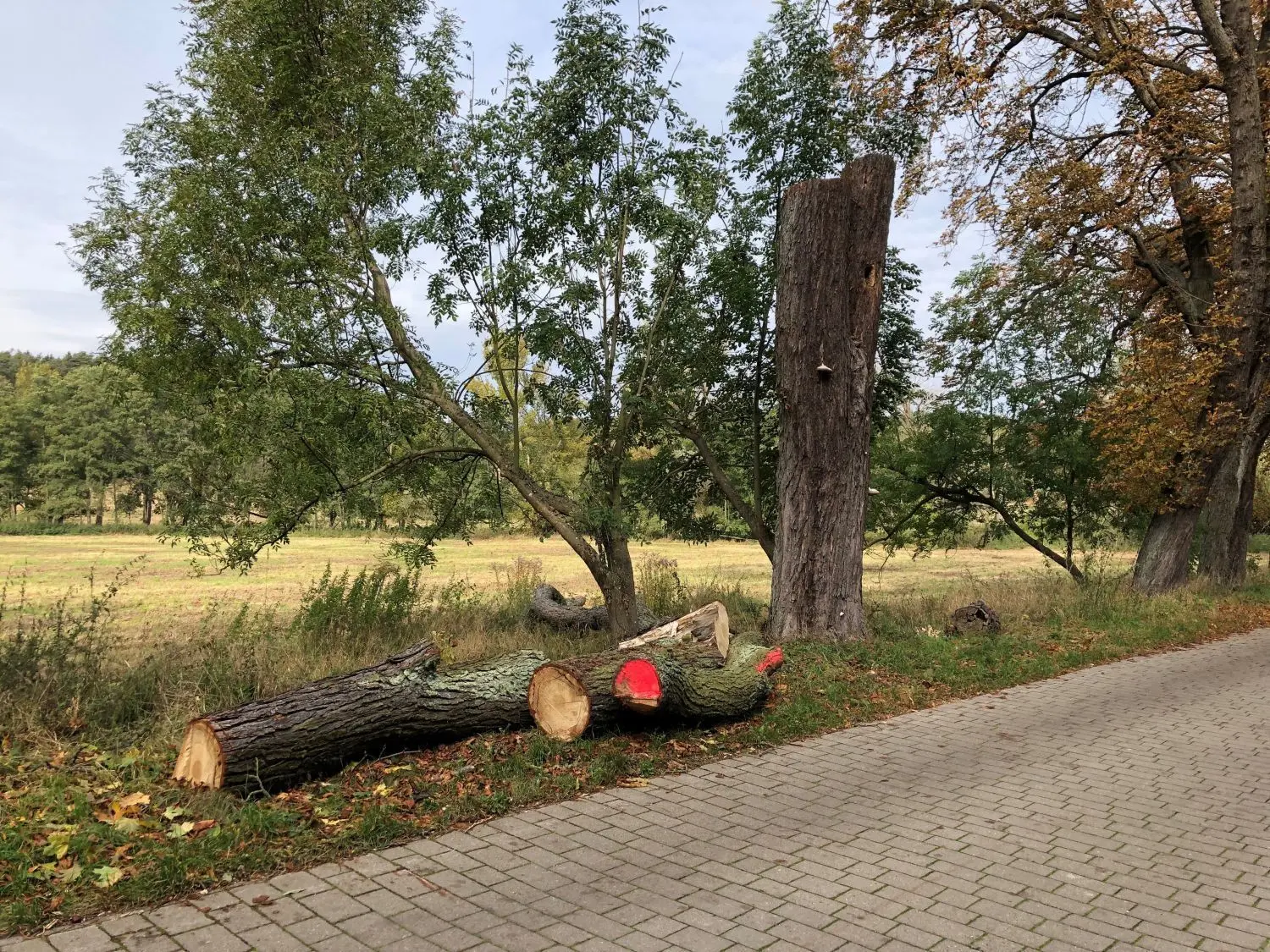 Dieser Baum fiel auf die Freileitung im Sonnenburger Weg. Inzwischen ist er zersägt und von der Straße beseitigt.