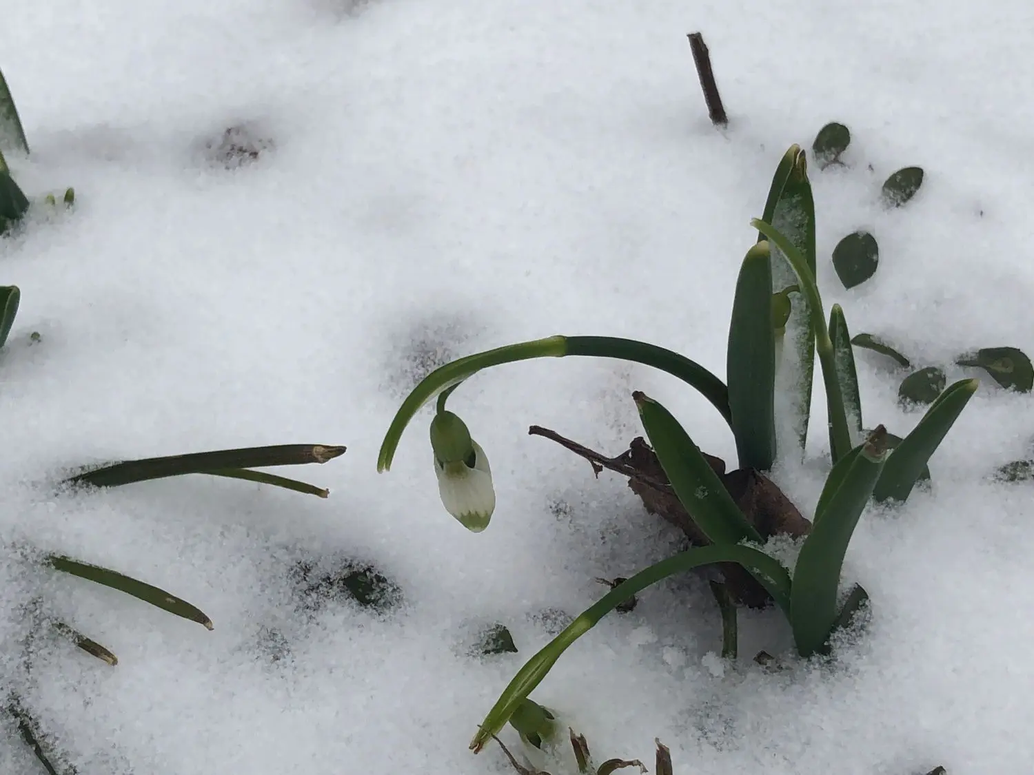 Draußen müssen sich die Schneeglöckchen gegen Frost durchsetzen.