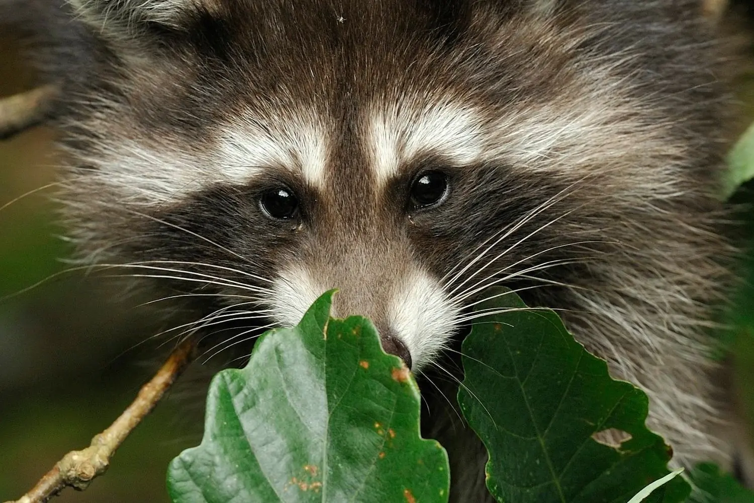 Waschbär auf dem Vormarsch: Das kleine Raubtier ist längst auch in den Wäldern um Eberswalde heimisch. In der Stadt gibt es für ihn Futter im Übermaß. Das Foto ist im Nationalpark Müritz entstanden.