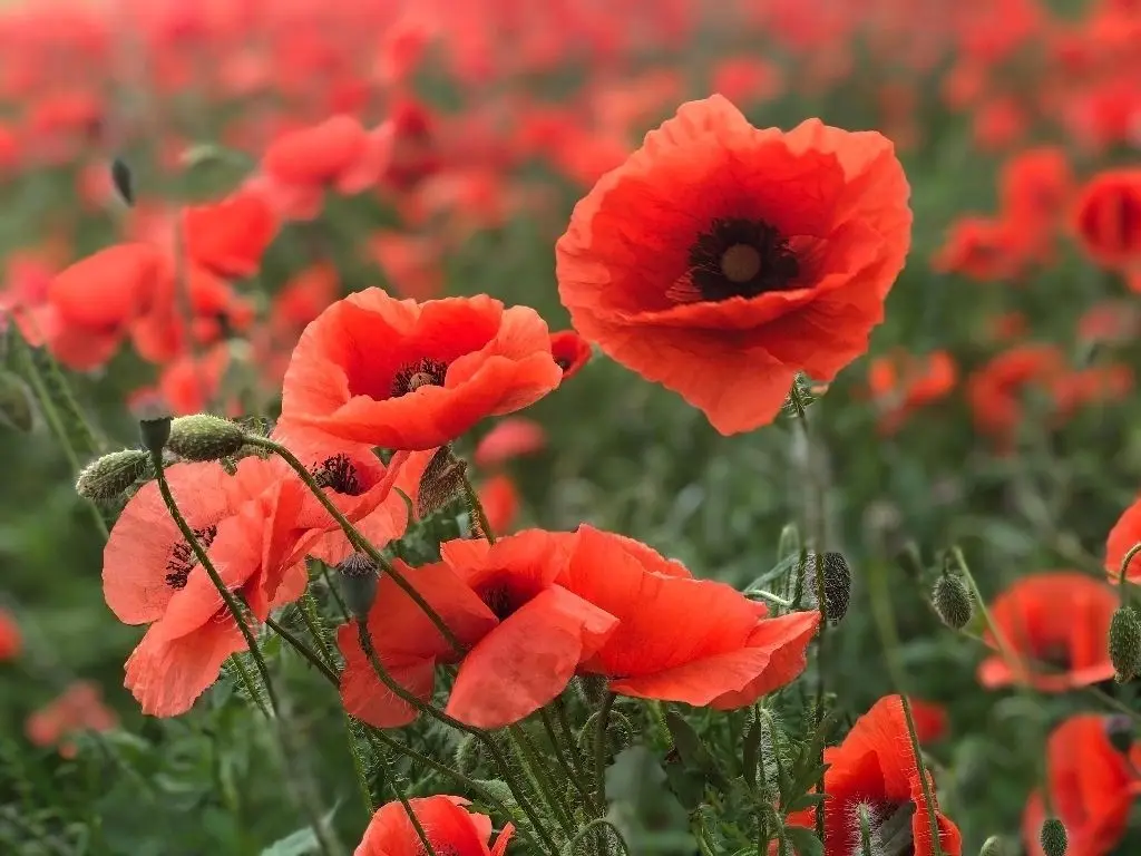 Ein prächtiges Mohnfeld bei Witnica. Nach der Öffnung der polnischen Grenze sind auch im Nachbarland wieder zahlreiche Ausflugsziele erreichbar.