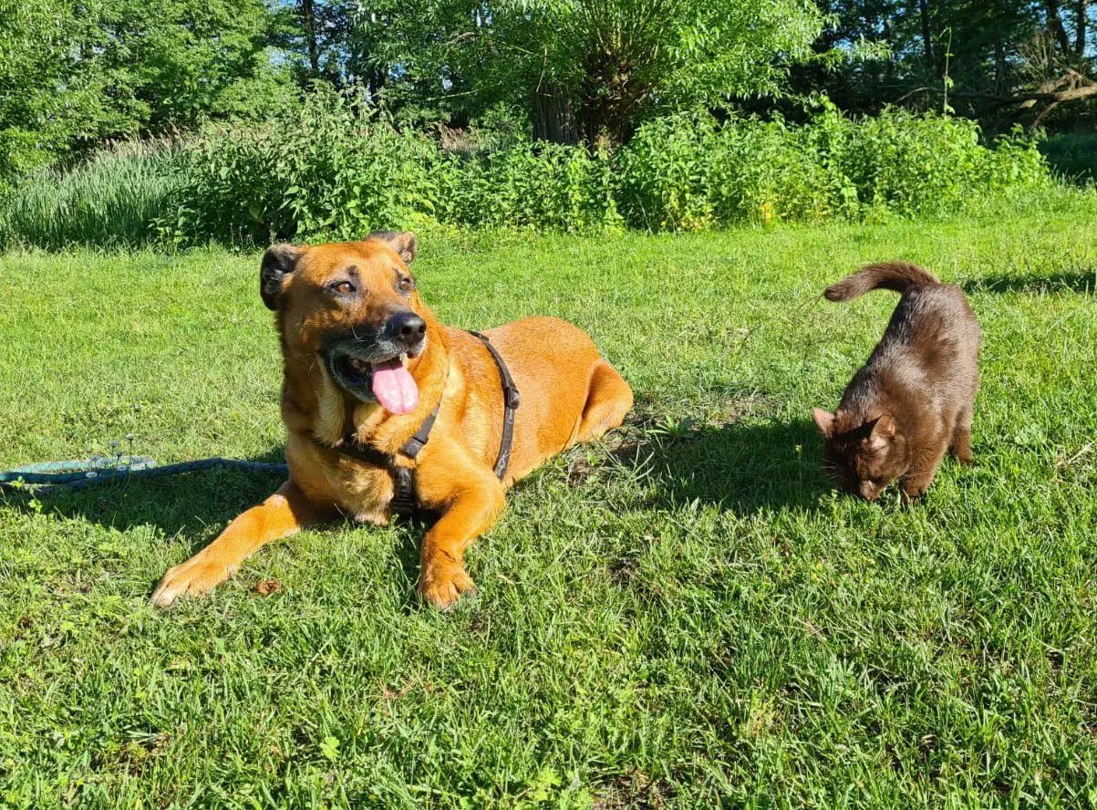 Kommt mit den Menschen und Tieren gut zurecht - der elfjährige Malinois-Mischlingsrüde Falco