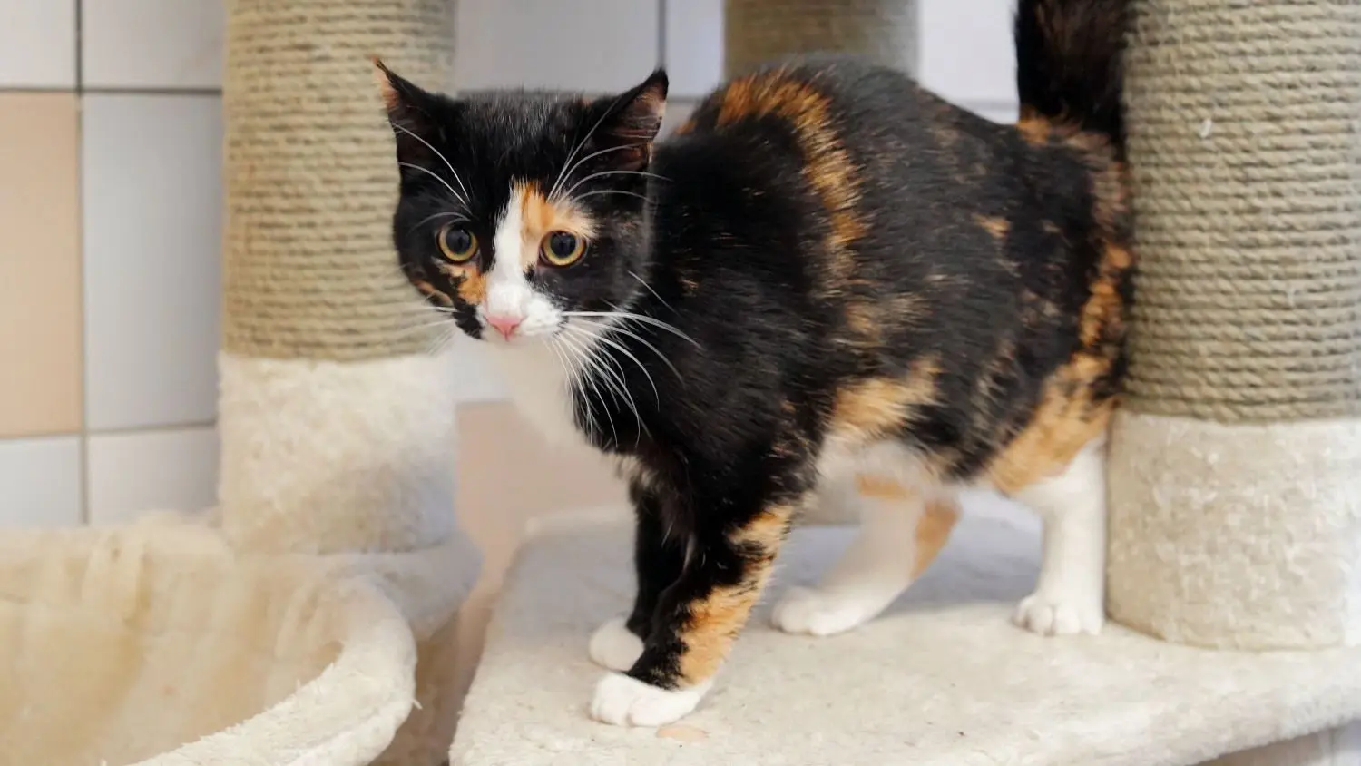 Daria ist eine ca. fünf Monate alte Schildpattkatze aus dem Schwedter Tierheim.