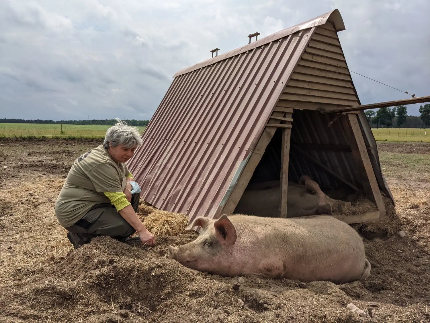 Der Hofladen Hübner in Biesenthal befindet sich in der Umstellung zum Bio-Betrieb. Unter anderem finden auf dem Hof von Babette Hübner aktuell 27 Schweine Platz.