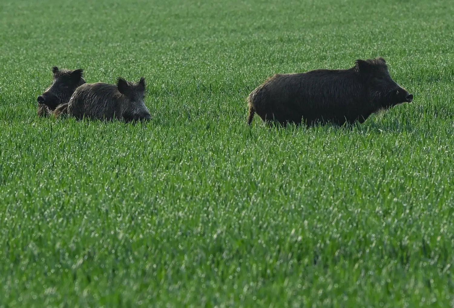 Drei Wildschweine stehen am frühen Morgen in einem noch grünen Getreidefeld bei Templin.