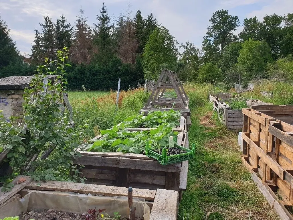 Gemüsebeet in der Luch-Gärtnerei, die als Solidarische Landwirtschaft betrieben wird.