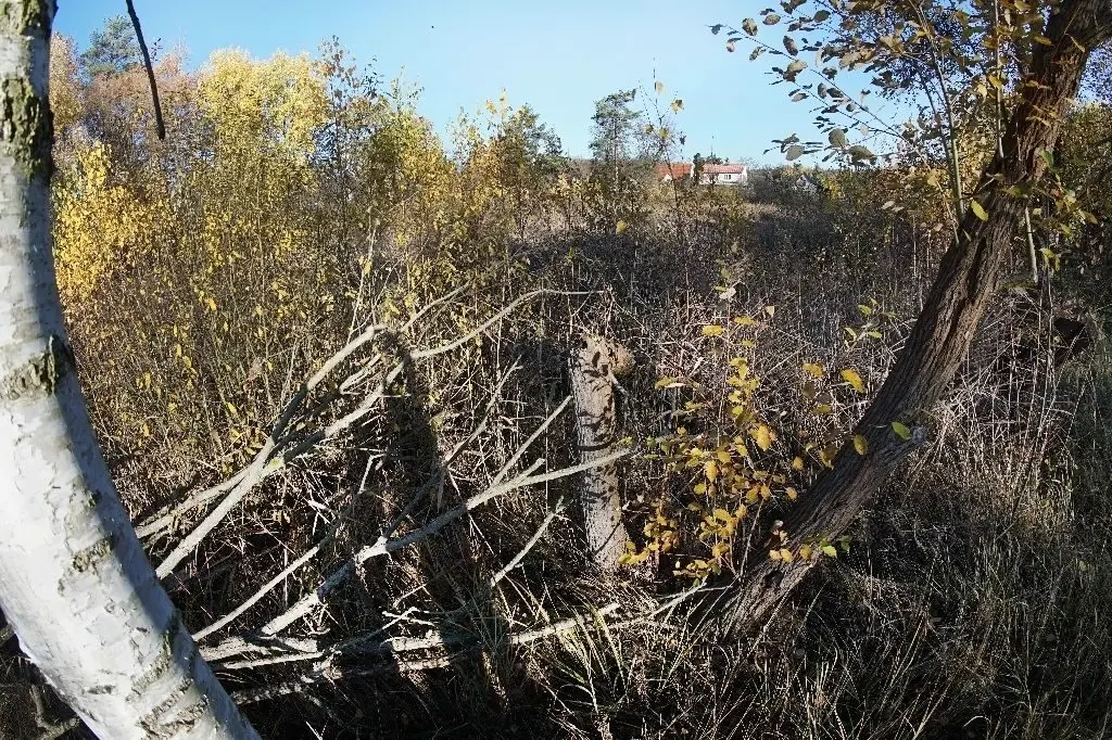 Natur Melchows Karpfenteich verwildert was tun? moz.de