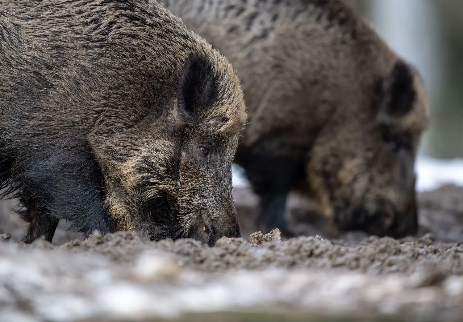 Zwei Wildschweine wühlen bei der Futtersuche mit der Schnauze im Erdboden.