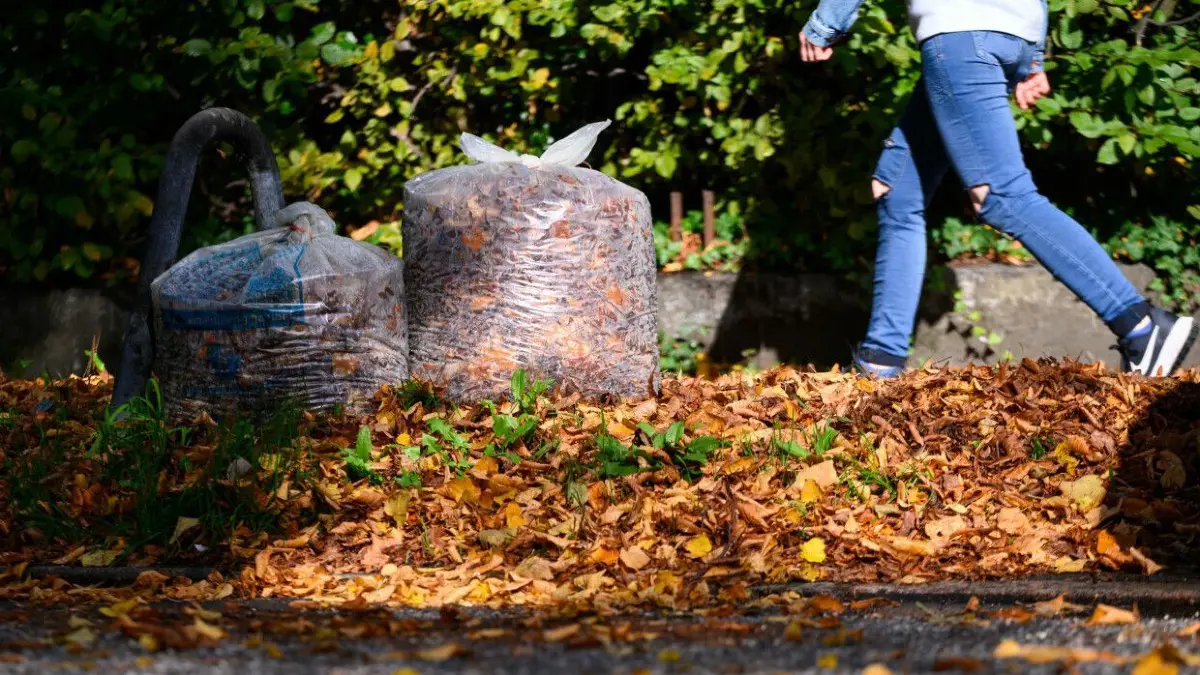 Herabgefallenes Laub am Straßenrand: Nicht immer kümmert sich die Stadt Cottbus darum. In einigen Fällen müssen auch die anliegenden Grundstückseigentümer ran.
PRODUKTION - 08.10.2022, Hamburg: Zwei gefüllte Laubsäcke stehen zwischen herabgefallenem Laub am Straßenrand. Die Hamburger Stadtreinigung beginnt am Montag mit der Abholung von Laub aus privaten Haushalten. Bis Dezember werden nun an fünf Terminen in jedem Hamburger Stadtteil Säcke mit Laub abgeholt. Foto: Jonas Walzberg/dpa +++ dpa-Bildfunk +++