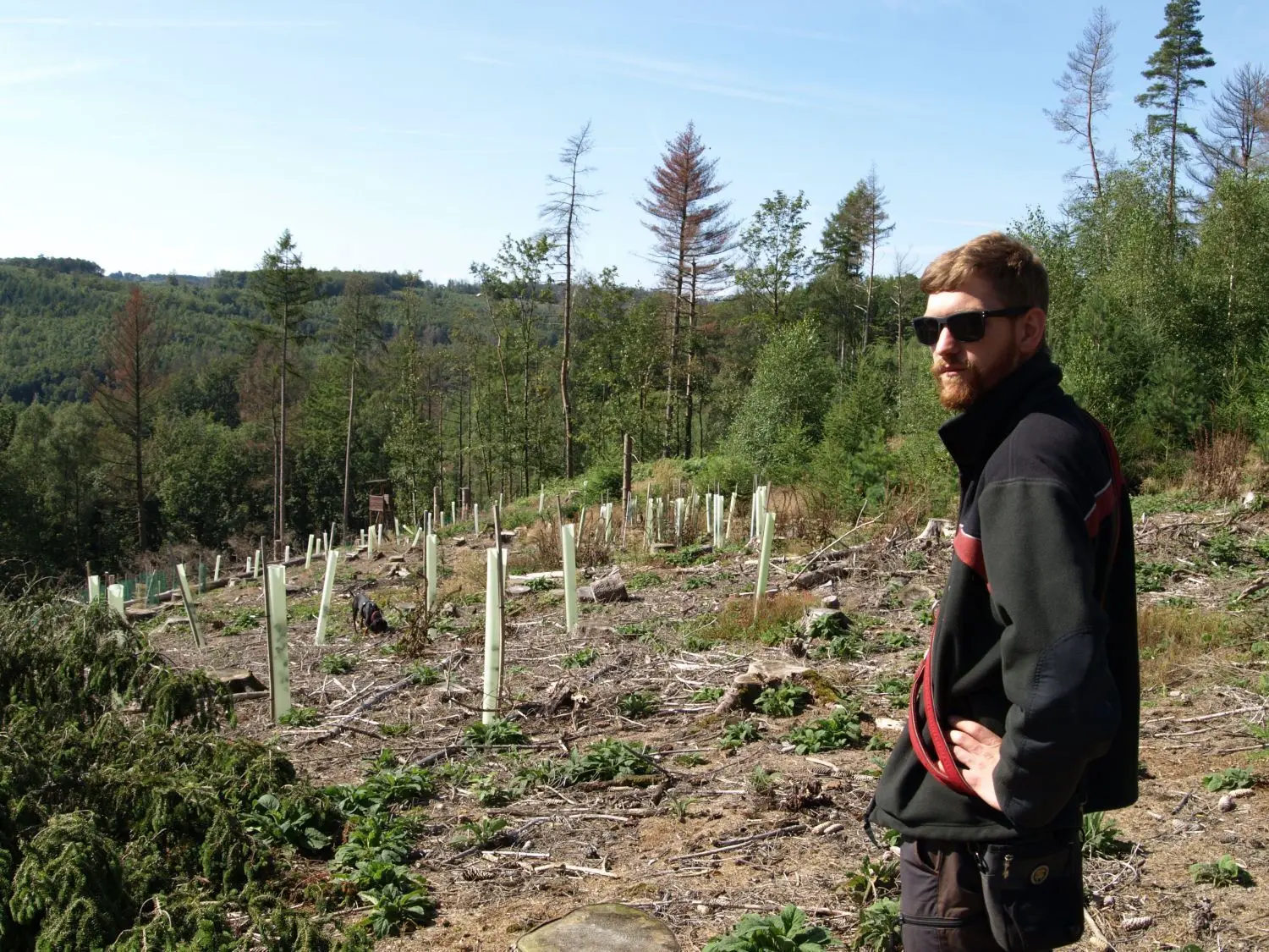 Neue Pflanzungen nach dem Kahlschlag: Revierförster Robin Doennges führt durch den Stadtforst im nordrhein-westfälischen Hagen.