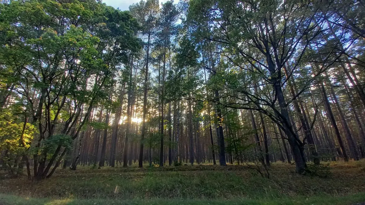 Im Malzer Waldgebiet in Oranienburg wurde ein Leck an einer Gasleitung entdeckt. Das Gefahrengebiet wurde gesperrt. (Symbolbild)
Wald in Oranienburg Symbol Symbolfoto
