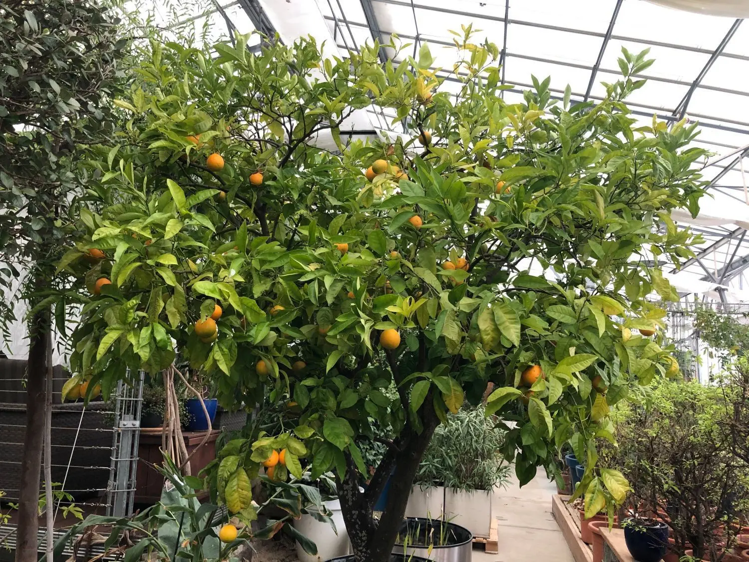 Ein Orangenbaum im Schlosspark Oranienburg - Schneeschieben, Baumschnitt, Pflege im Blumenpavillon: es gibt auch jetzt einiges zu tun.