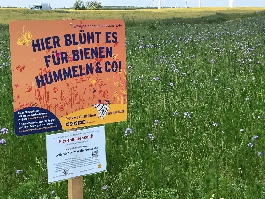 Praktischer Insektenschutz: Die Bäuerliche Produktionsgemeinschaft Beiersdorf Freudenberg hat mithilfe des "Netzwerks Blühende Landschaften" und "BienenBlütenReich" eine bunte Bienenweide angepflanzt.