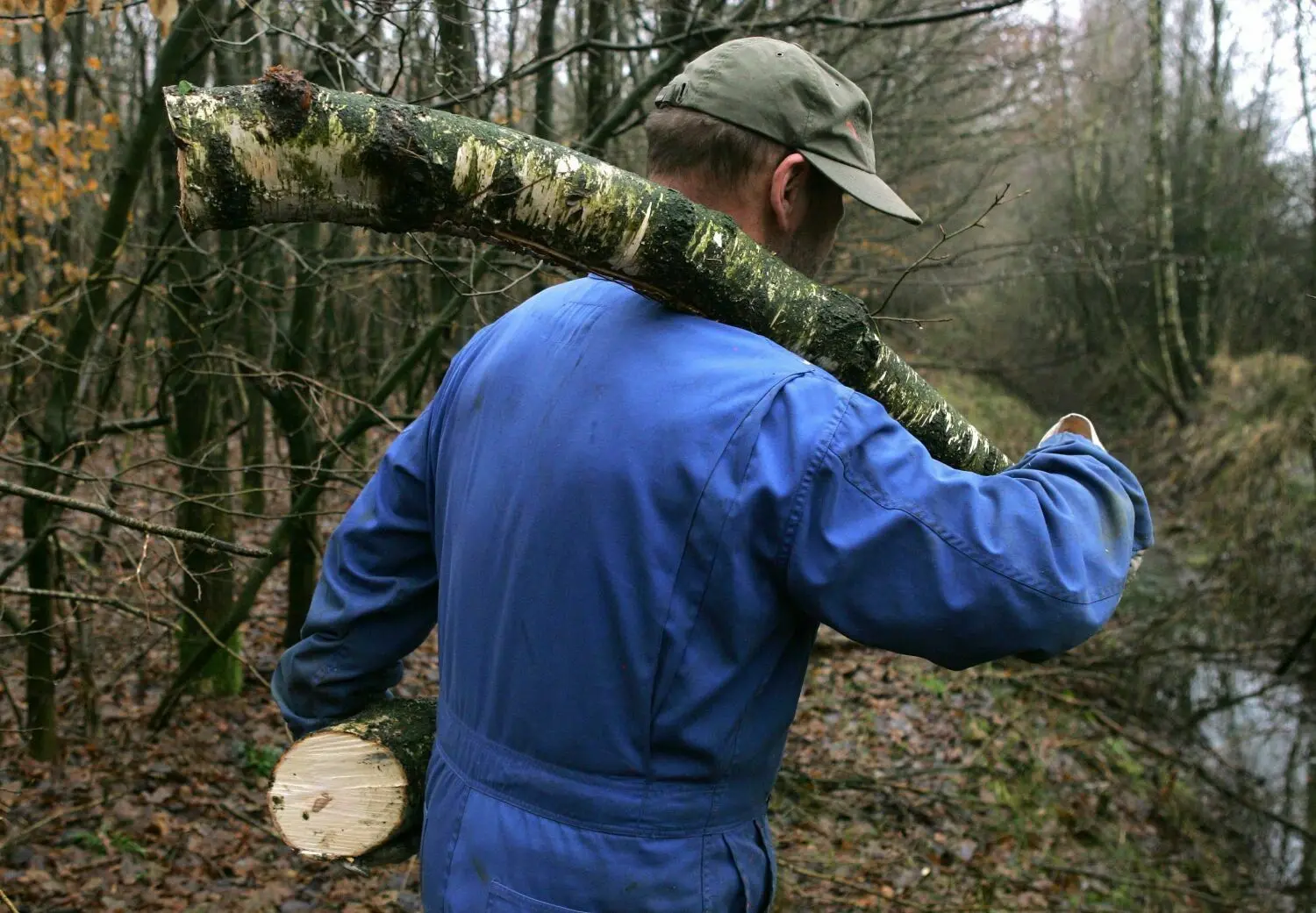 Holzklau aus Brandenburger Wäldern (hier eine nachgestellte Szene) wird immer beliebter. Hohe Holzpreise locken landesweit Diebe in die Wälder.