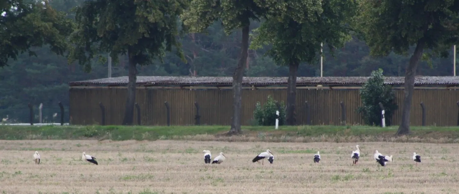 Kurz vor dem Abflug wurde die große Storchenversammlung abgehalten.