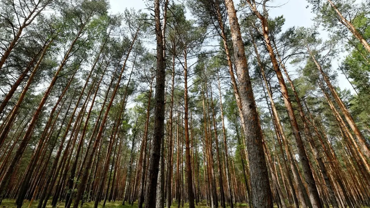 Den Kiefern, eigentlich anspruchslose Bäume, die auch gut mit Trockenheit zurechtkommen, geht es laut Waldzustandserhebung schlecht. Der Waldumbau ist unumgänglich.
Kiefern wachsen in Monokultur in einem Waldstück bei Treuenbrietzen. Brandenburger Waldbesitzer haben in den vergangenen zehn Jahren auf rund 14 Millionen Euro EU-Fördergelder verzichtet. (zu "Waldumbau in Brandenburg - Verzicht auf Millionen Euro Fördergelder) +++ dpa-Bildfunk +++