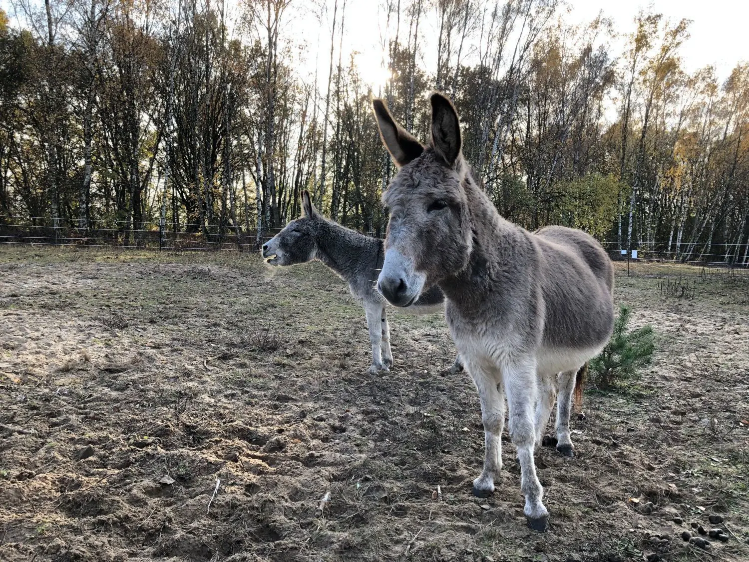 Eichwerder Moorwiesen: Sieben Esel unterstützen die Stiftung Naturschutzfonds Brandenburg bei der Landschaftspflege.