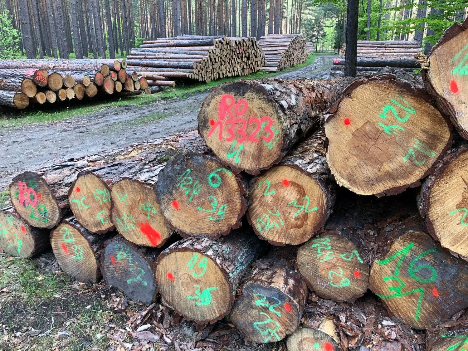 Da liegt doch was: Holzpolter an einem Waldweg zwischen Joachimsthal und Friedrichswalde.
