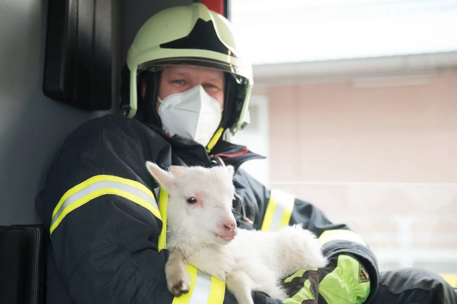 Gerettet: Die Freiwillige Feuerwehr aus Eiche rettete zwei entlaufene Lämmer.