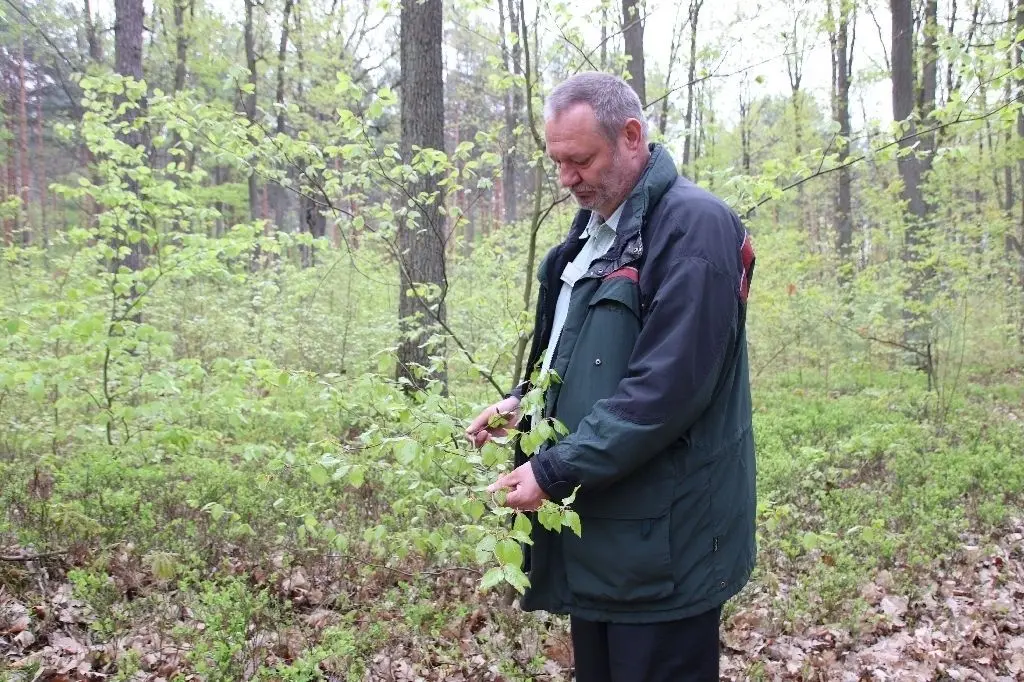 Alles grünt: Oberförster Roland Müller präsentiert im Revier Wirchensee ein Beispiel für erfolgreiche Waldverjüngung.
