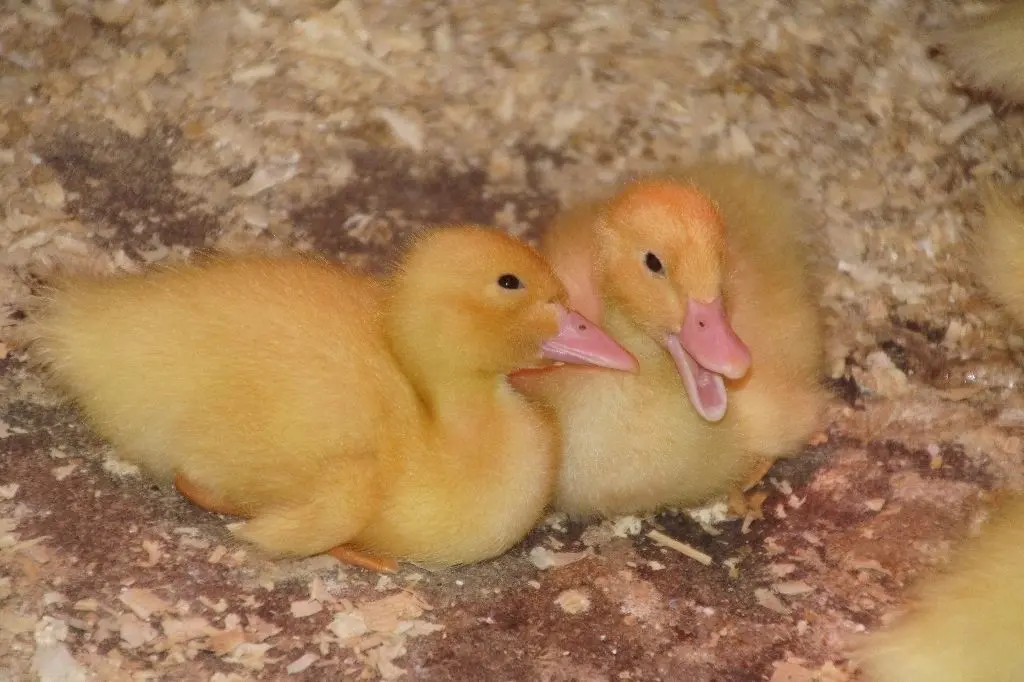 Zusammengekuschelt: Auf dem Hof des Ehepaares fühlen sich zahlreiche Tierarten wohl, auch diese Aylesburyenten.