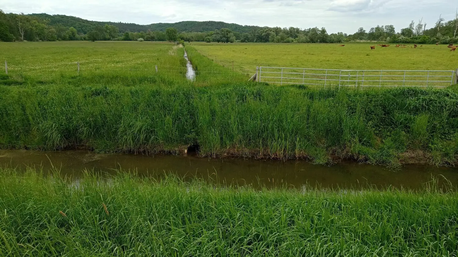 Bisher werden große Gebiete für die Landwirtschaft rund um Liepe durch viele kleine Kanäle trocken gelegt. Doch in Zukunft soll wieder mehr Wasser zurückgehalten werden.