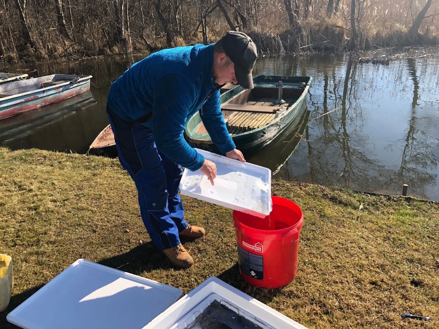 Die Glasaale werden zunächst im Eimer an die Wassertemperatur im Dreetzsee gewöhnt.