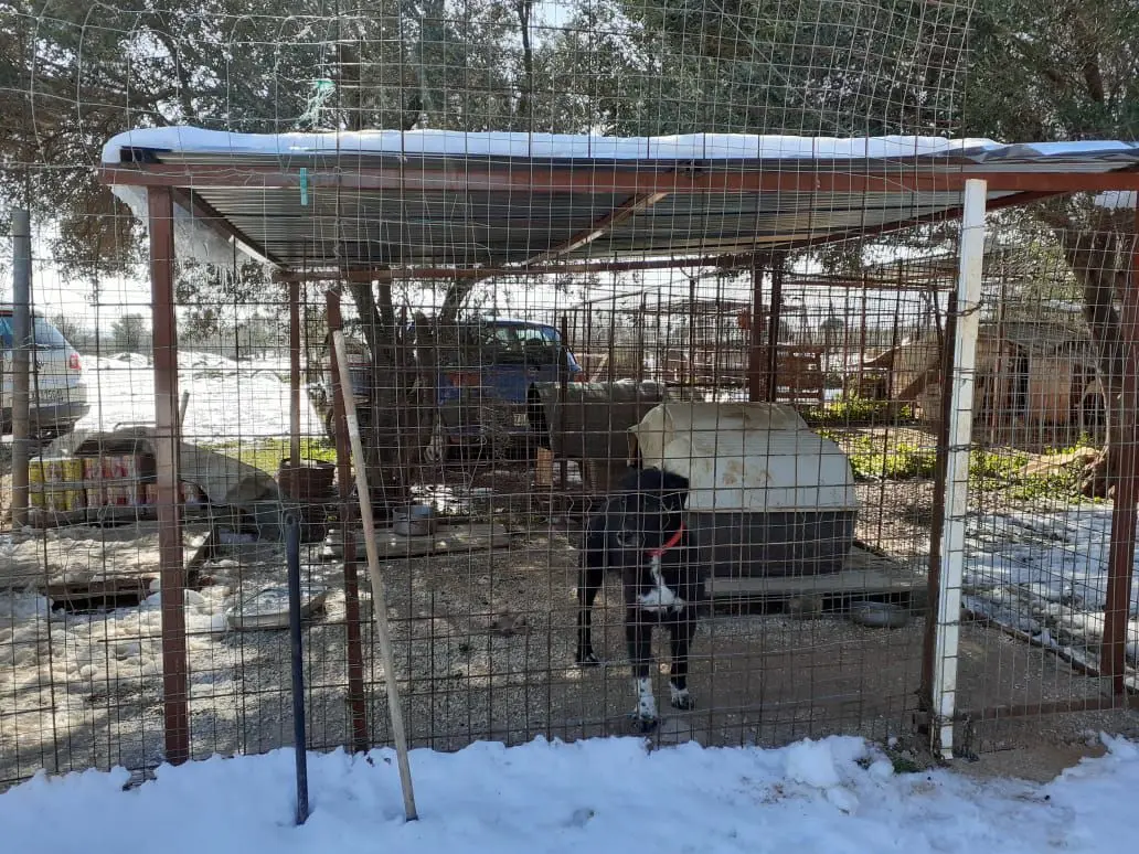 Die neuen mit Spendengelder errichteten Dächer im offenen Hundeheim in Griechenland schützen die Hunde nicht nur vor Regen und der prallen Sonne, sondern auch vor Schnee.