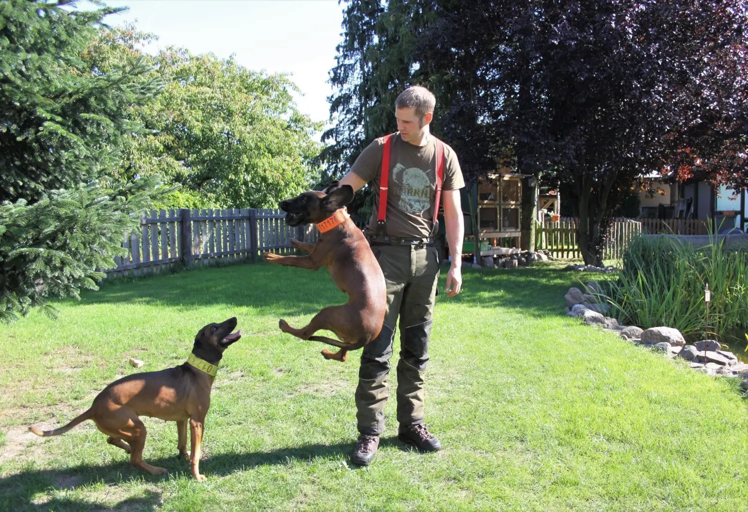 Beim ausgelassenen Spiel entspannen die Hunde nach der konzentrierten Arbeit am besten und lockern damit ihre Muskulatur. „Das Spiel ist in der Ausbildung genauso wichtig wie die Arbeit“, sagt der Berufsjäger.