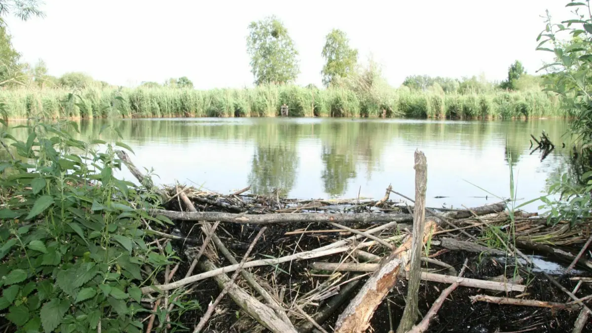 Das Wasser in der Uckermark wird langsam knapp. Hitze und wenig Regen lassen die Natur austrocknen. Es ist zweifelhaft, dass es bald noch genug Wasser für einen großen Biberdamm an der Blumberger Mühle in Angermünde geben wird.
Biberdaamm an der Blumberger Mühle: Er staut auf ganz natürliche Weise das Wasser an. Doch in der Landschaft wird es immer knapper.