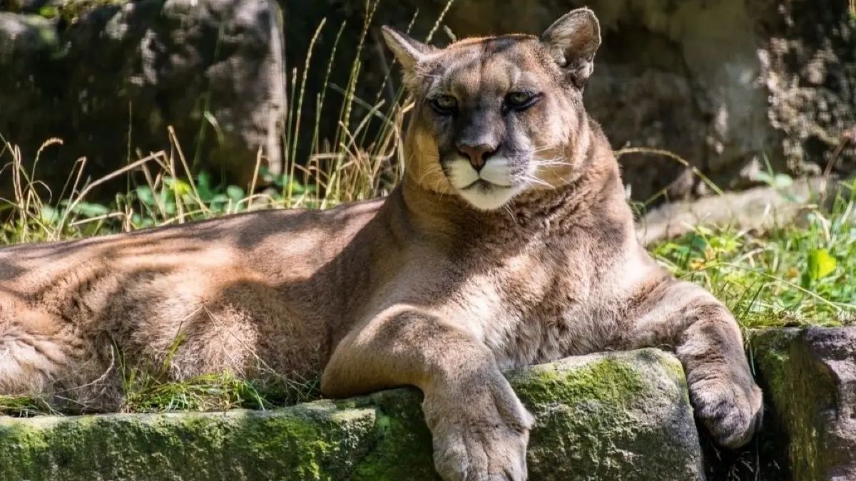 Puma Elios
Puma Elios Tierpark Germendorf
gestorben im Januar 2020
er diente auch als OHC-Maskottchen