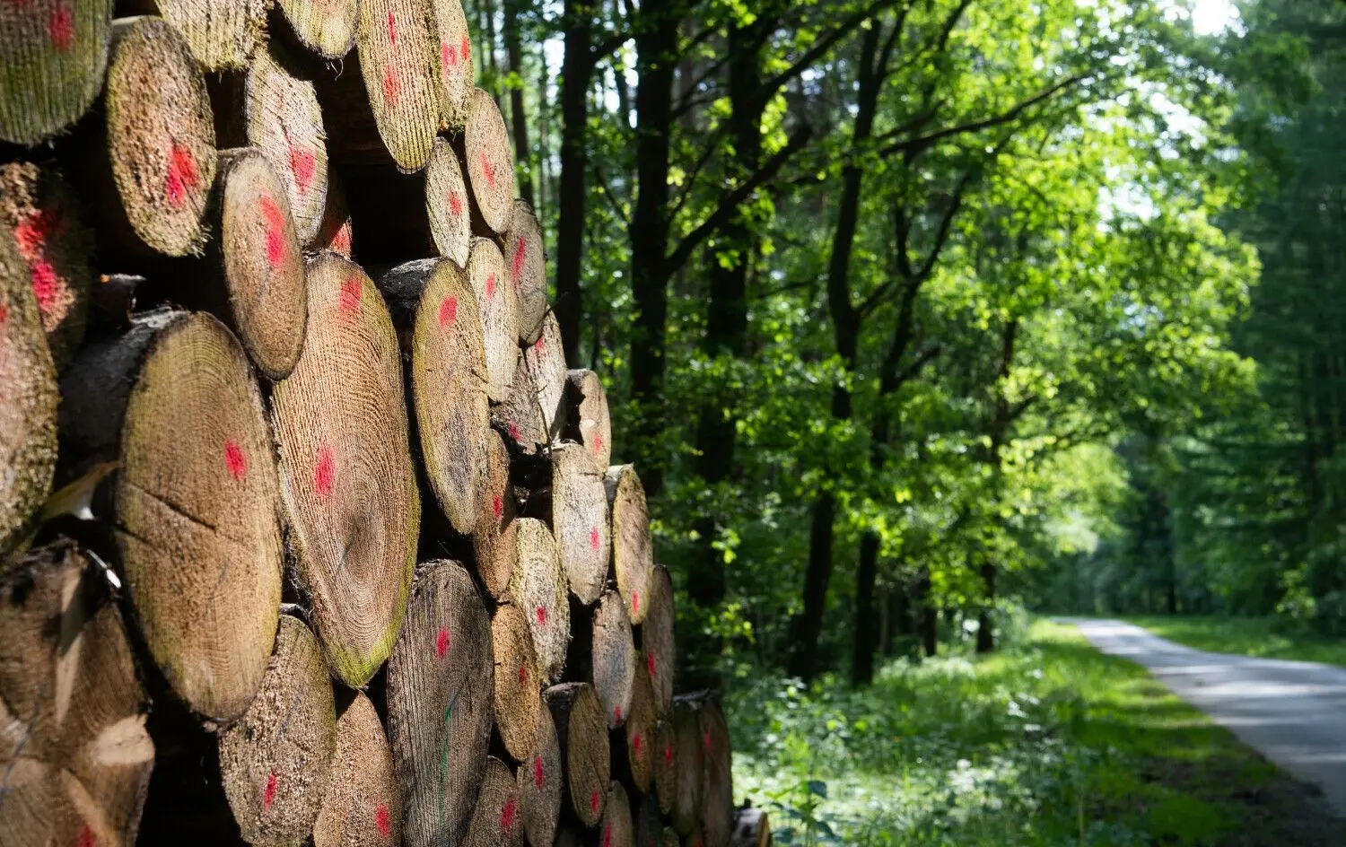 Im Bereich des Landesforstbetriebs Borgsdorf werden Holzstapel wie diese zunehmend mit GPS-Sendern ausgestattet. So ist es möglich, Holzdieben auf die Spur zu kommen.