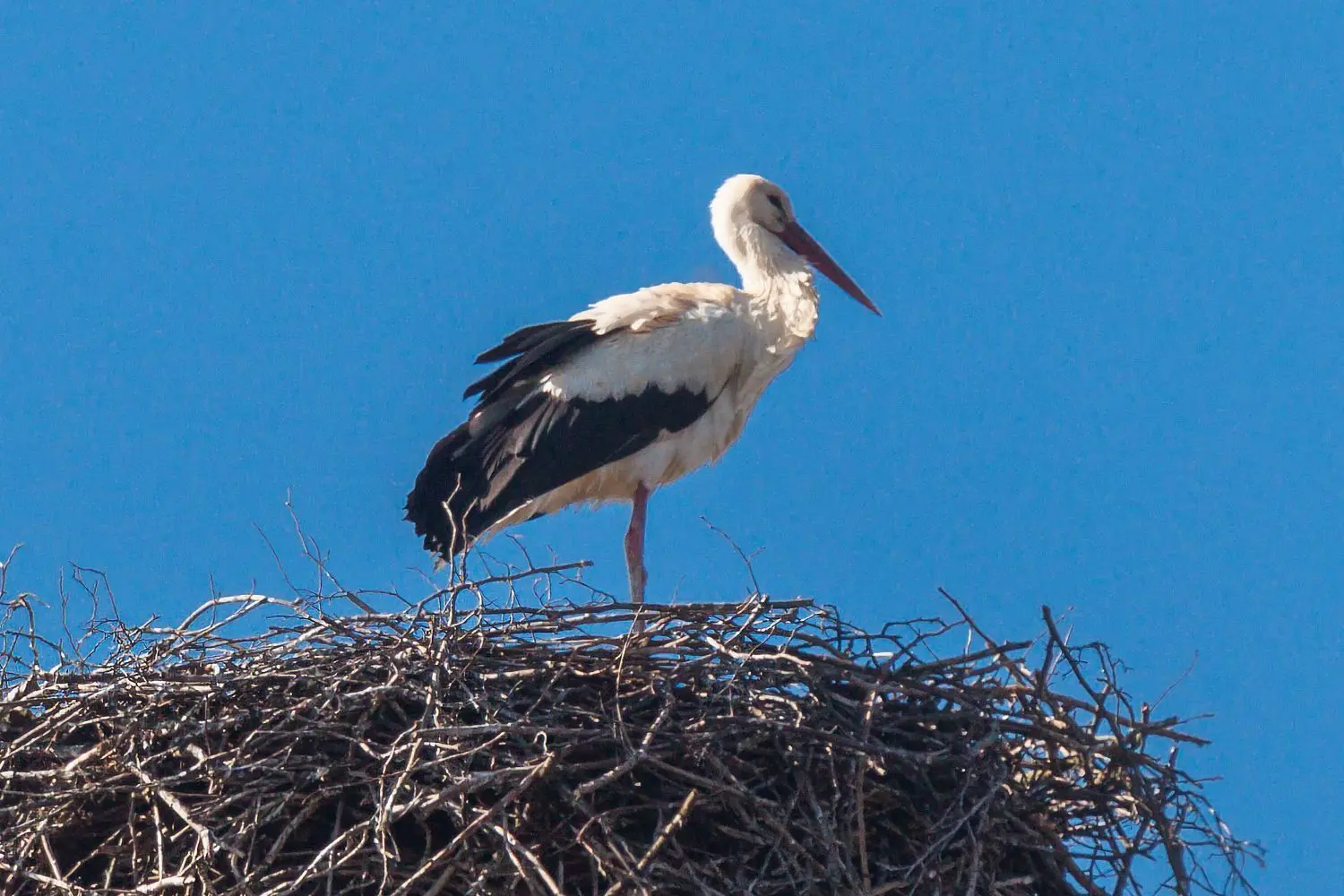 Der Storch in Groß Rietz gehörte in diesem Jahr zu den ersten Rückkehrern. Er hat sein Nest auf dem Schornstein der alten Brennerei bezogen.