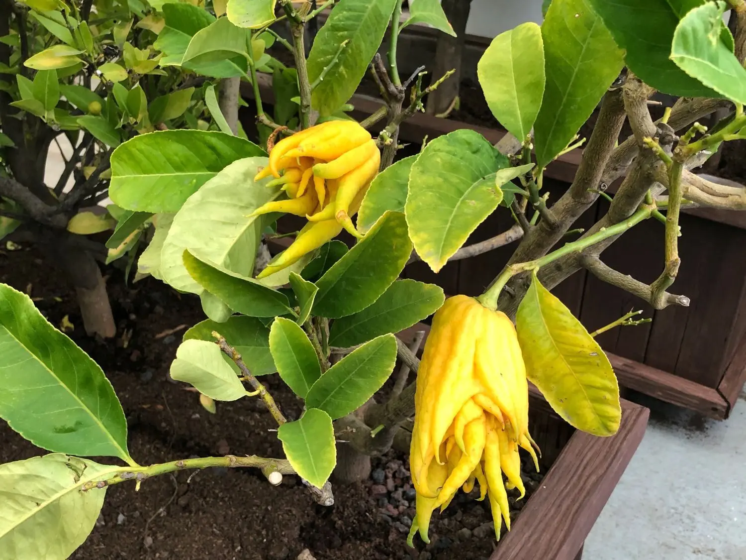Eine besonders schön anzusehenden Frucht, oft wird sie auch als Hand Buddhas bezeichnet.