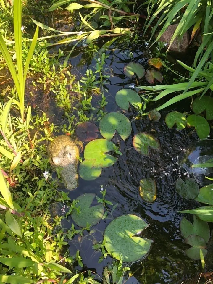 Ein Krokkodil in Brandenburg? Ja, zu finden im Garten von Ulrich Hoffmann. Wenn auch nicht ganz echt.