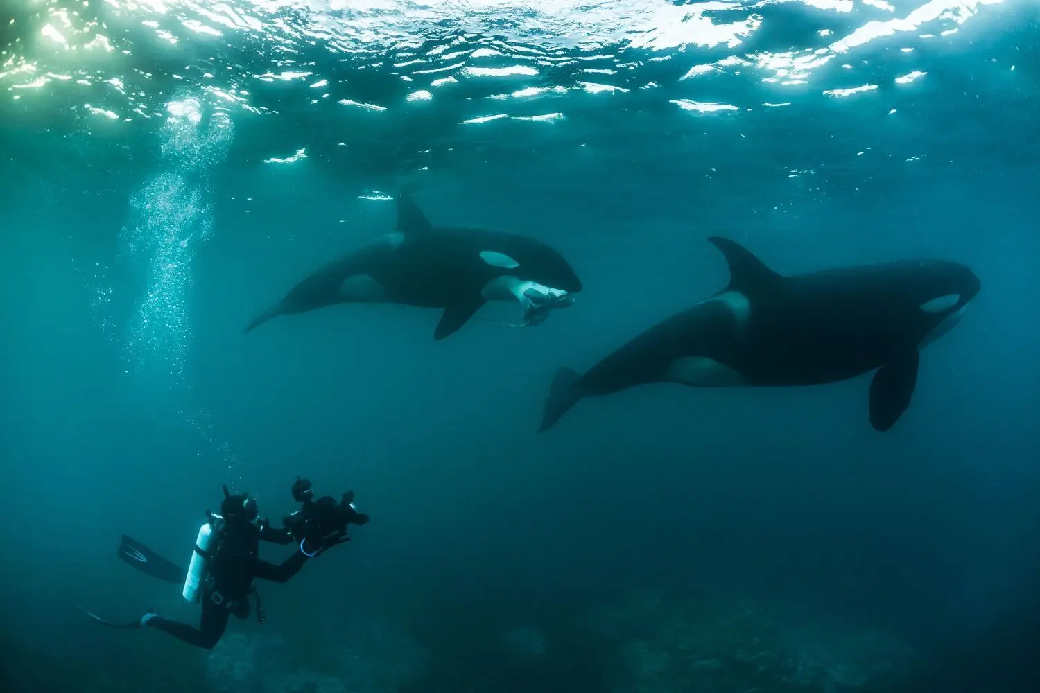 Mehr als 2600 Tauchgänge hat der Meeresbiologe Robert Marc Lehmann bereits absolviert. Hier schwimmt er mit Orcas in Neuseeland.