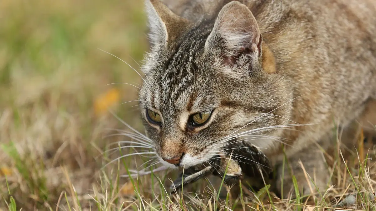 Freilebende Katzen können zum Problem werden, wenn sie sich unkontrolliert vermehren. Tierschützer kümmern sich um mögliche Kastrationen, doch die Aktionen kosten Geld.
Freilebende Katzen können zum Problem werden, wenn sie sich unkontrolliert vermehren. Tierschützer kümmern sich um mögliche Katrationen, Doch die Aktionen kosten Geld.