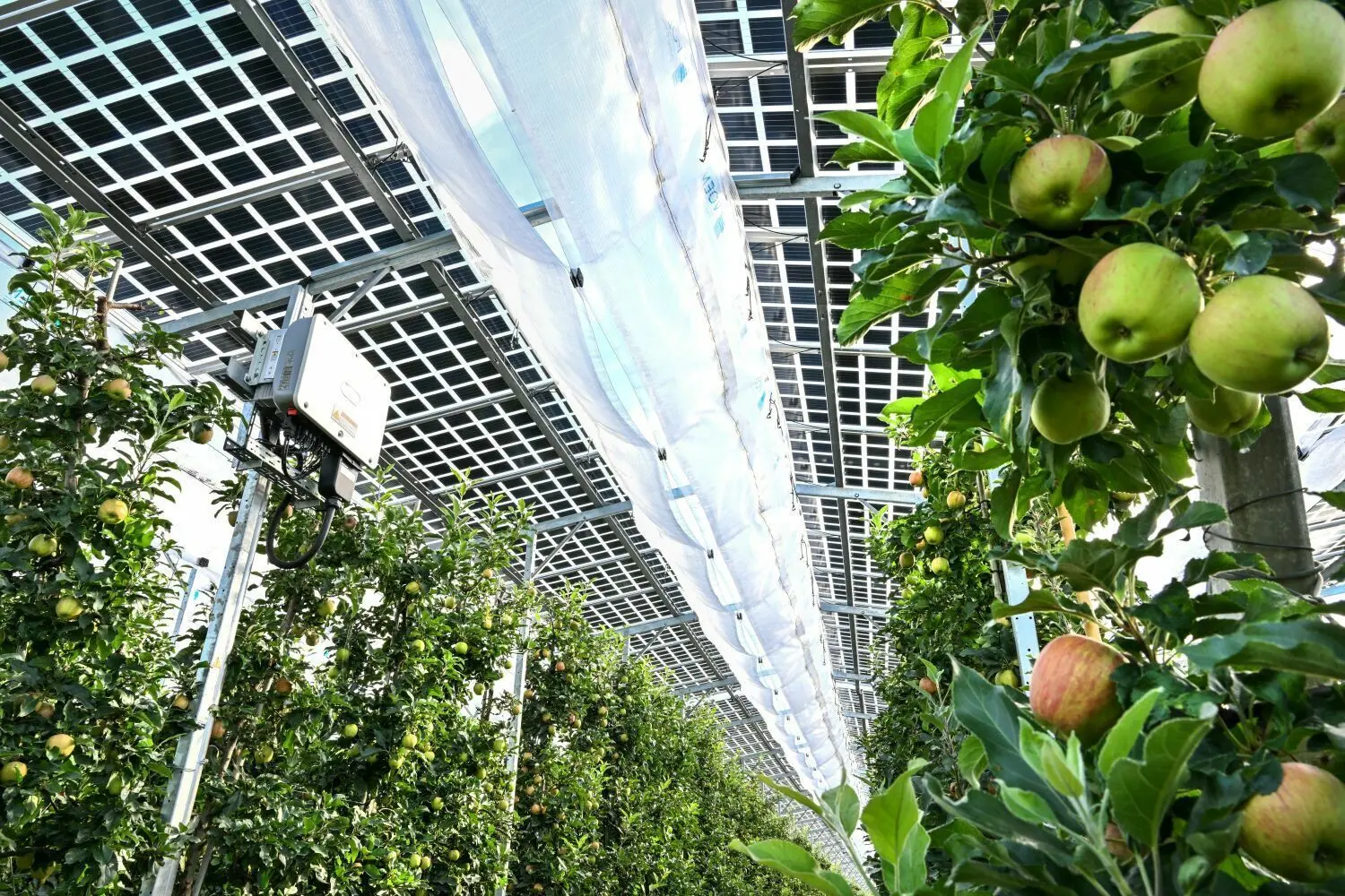 Eine Agri-Photovoltaik überspannt in Kressbronn am Bodensee eine Apfelplantage der Sorte Gala.