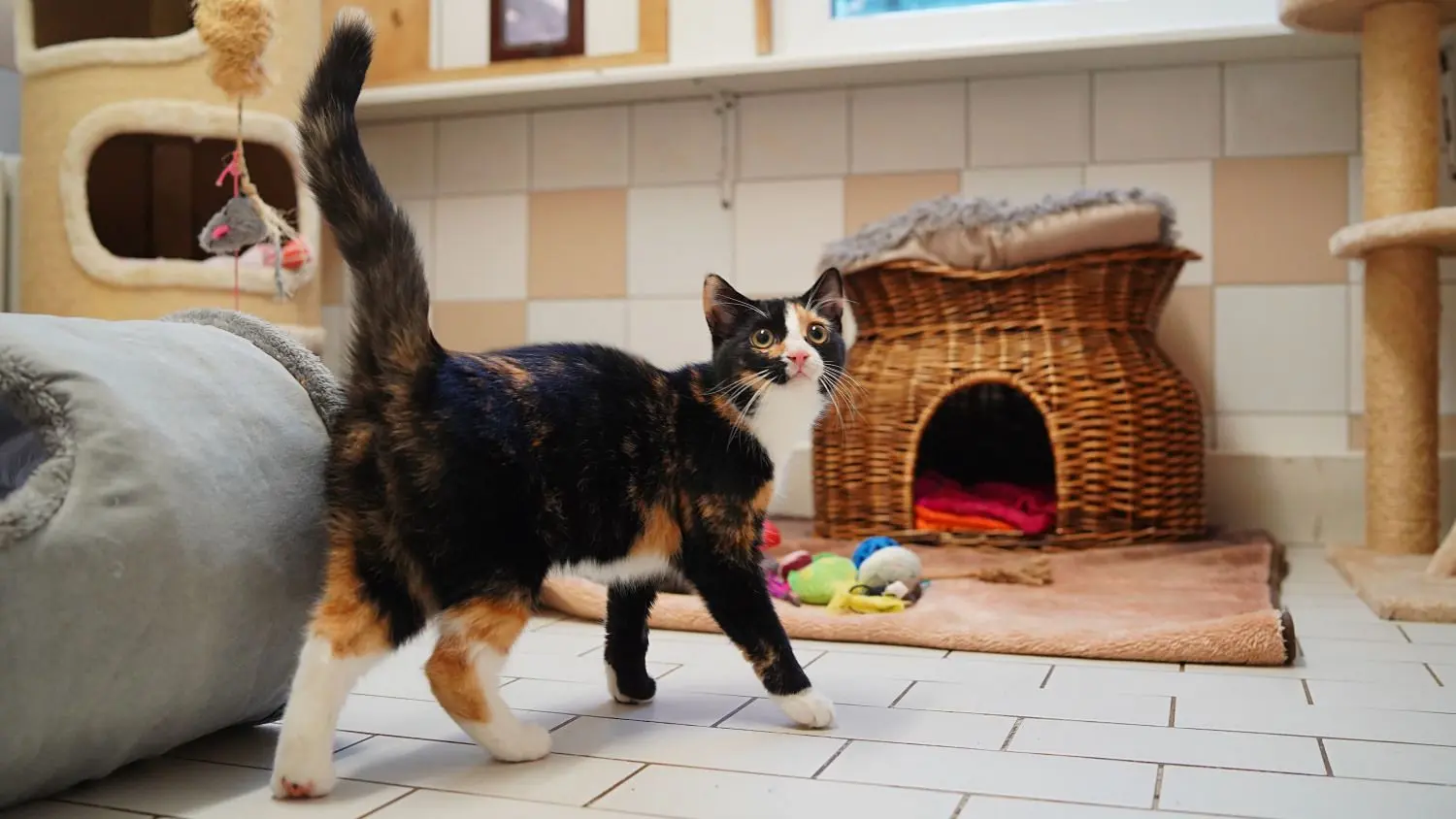 Daria ist natürlich noch sehr verspielt und eignet sich als Wohnungskatze.