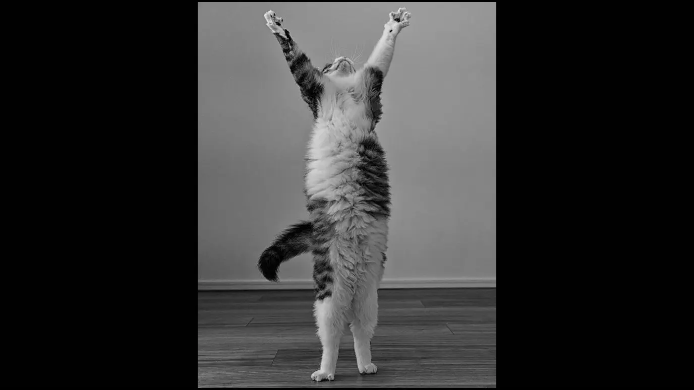 Ein als „hochverdient“ gewürdigtes Foto von Kazutoshi Ono in Miyagi Sendai in Japan. Der Titel: Sieg. Der Fotograf schreibt dazu: „Perfekte Landeposition, oder?“ Das Tier sei seine gerettete Katze.