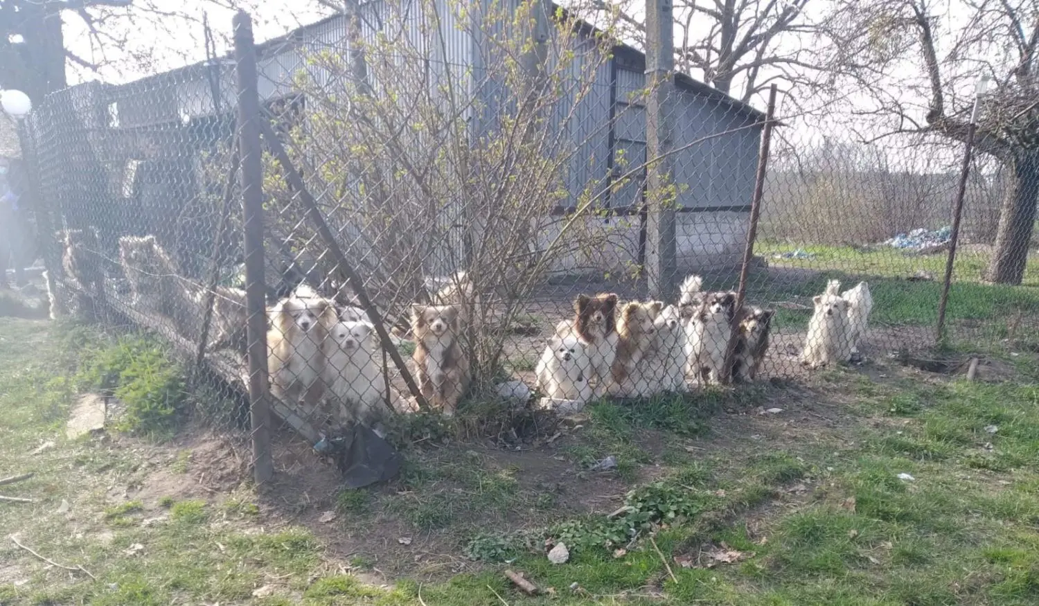 Werden durch Tierschützer vermittelt: Hunde auf dem Grundstück eines Messihaushaltes in der Grenzregion. Das Tierheim am See in Eisenhüttenstadt nahm sich sieben dieser drei- bis fünfjährigen Spitzmischlinge an.
