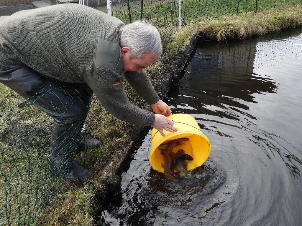 Detlef Brüning aus Dippmannsdorf beim Aussetzen der Bachforellen.
