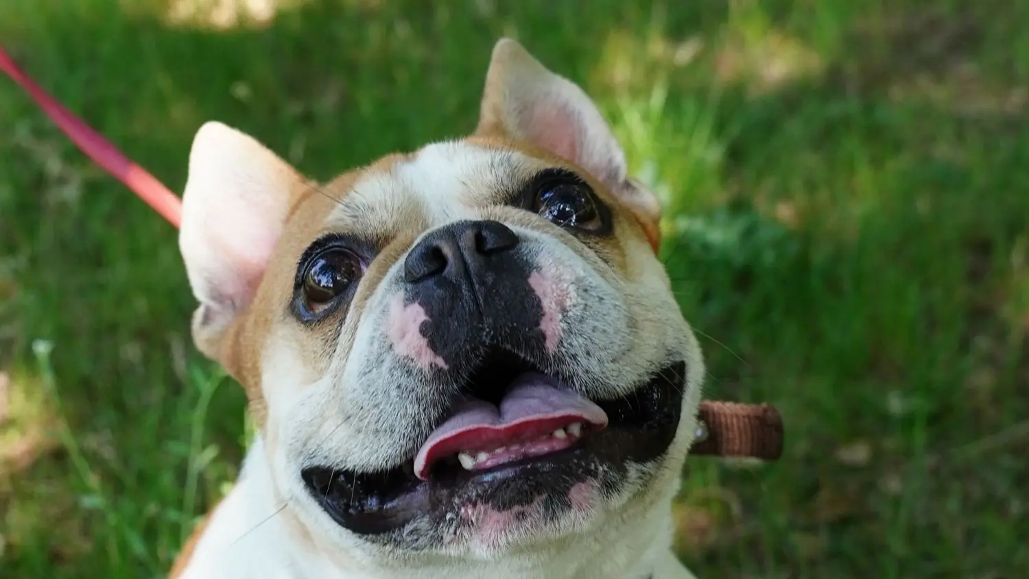 Ein breiter Kopf, die flache Nase und eine kurze Schnauze sorgen auch bei der Französischen Bulldogge Paco für Probleme beim Atmen. Eine Operation soll helfen.