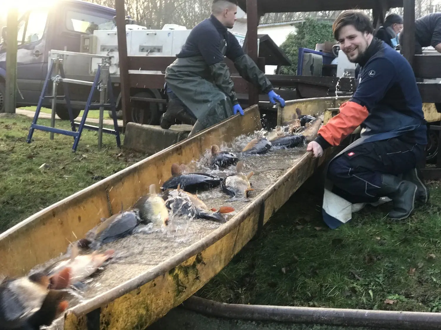 Nachschub aus der Lausitz: Über eine Rampe werden Karpfen in einen Hälterkahn auf dem Gelände der Fischerei Köllnitz bei Groß Schauen eingelassen. Der Betriebsleiter der Fischerei, Frederik Buhrke, beobachtet die Prozedur.