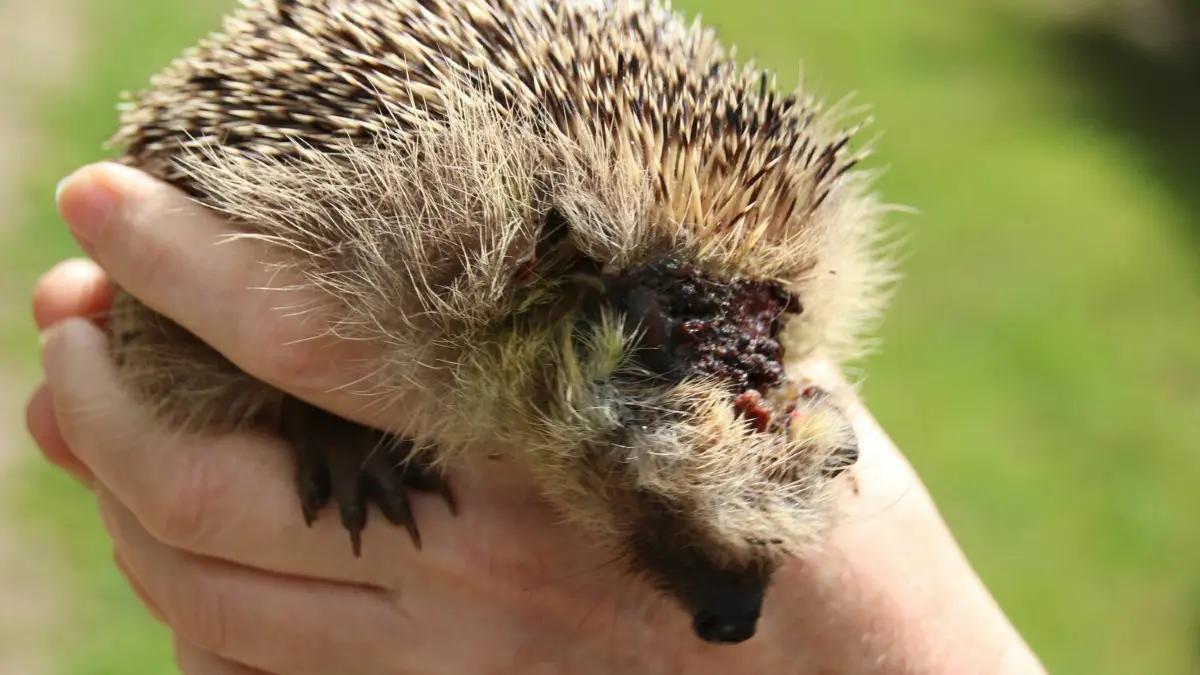 Dieser Igel ist durch einen Mähroboter verletzt worden. Dieser Jungigel wurde am 2. Mai in der Igelsattion Neuzeller abgegeben, Er ist nach dem Unfall blind.
Dieser Igel ist durch einen Mähroboter verletzt worden. Dieser Jungigel wurde am 2. Mai in der Igelsattion Neuzeller abgegeben, Er ist nach dem Unfall blind.