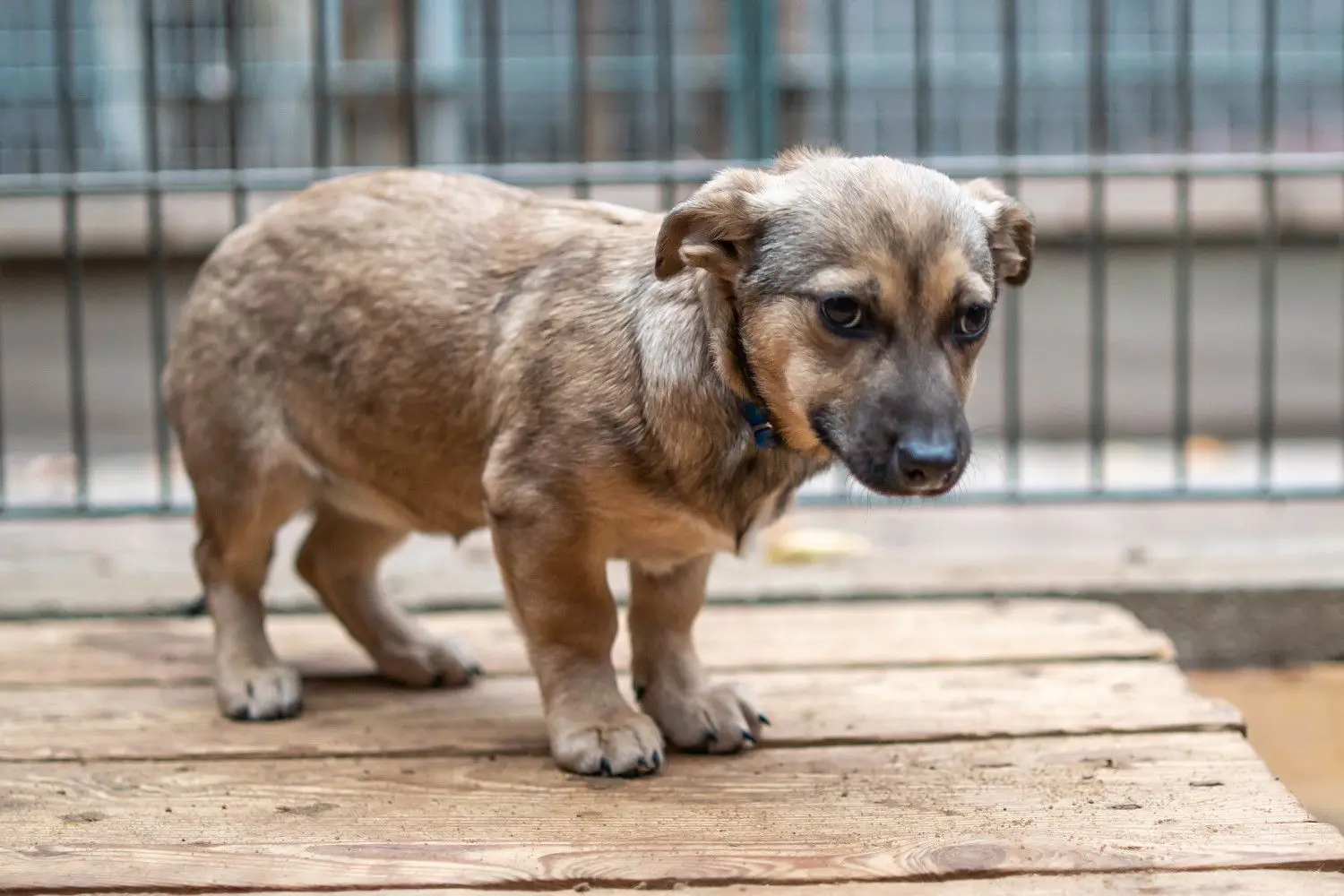Ebby ist noch sehr ängstlich und sucht daher eine neue Familie, die Geduld mit ihr hat.