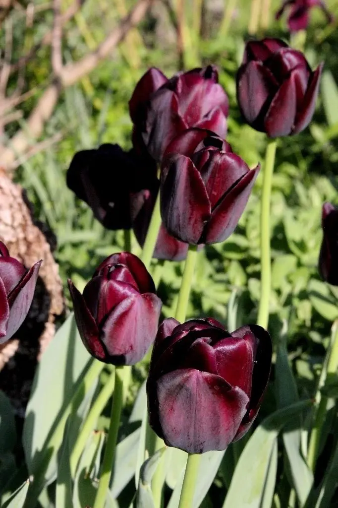 Ein Hingucker: die dunklen Tulpen "Göttin der Nacht"