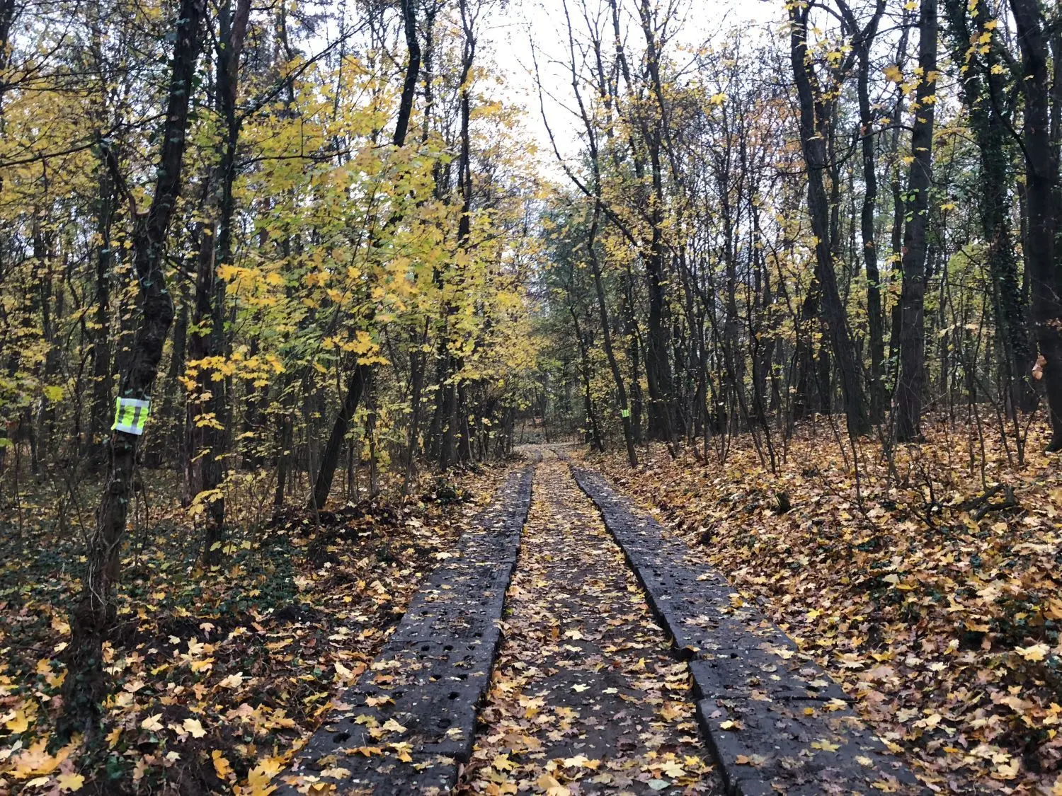 Um die Wege zur Baustelle auch zum Transport von schwerem Gerät zu befestigen, wurden Betonplatten auf den sandigen Waldwegen auf dem einst Kleisthöhe genannten Gelände hinter dem Stadion in Słubice verlegt.